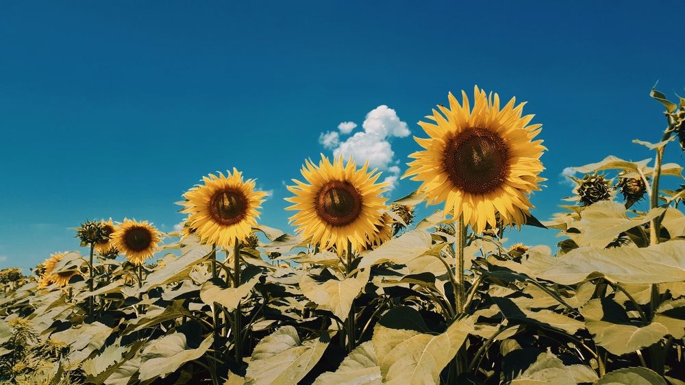 Photograph by Алёна Бондаренко