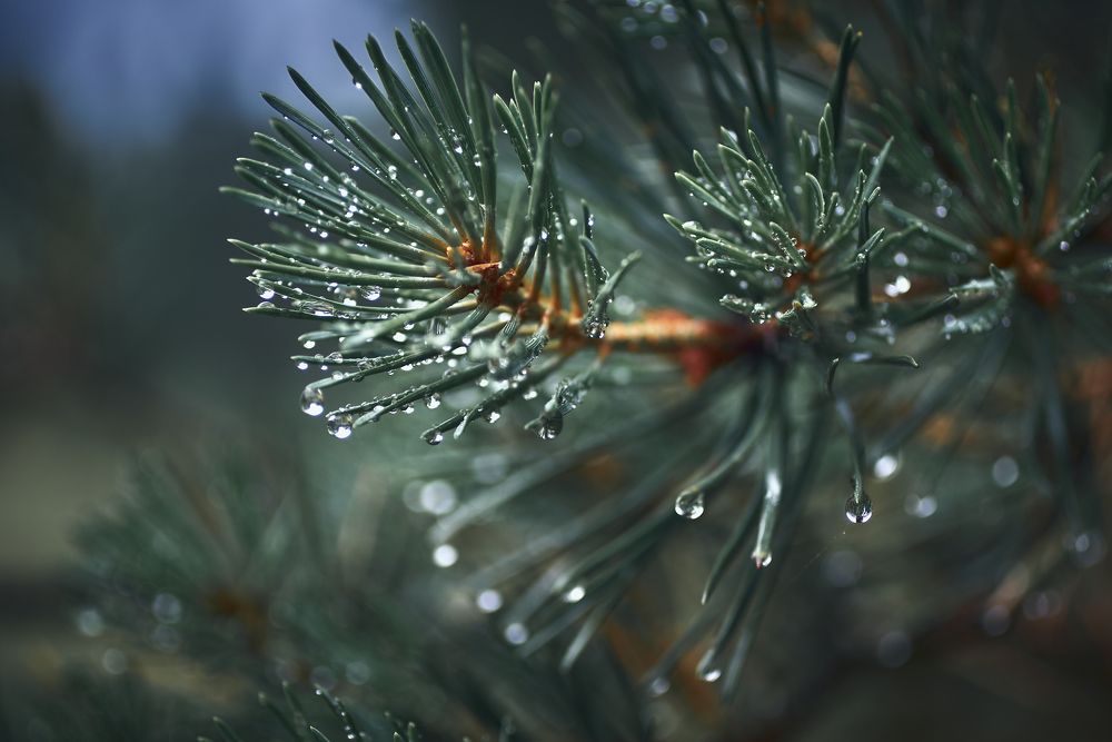 Фотография автора Сергей Леденёв