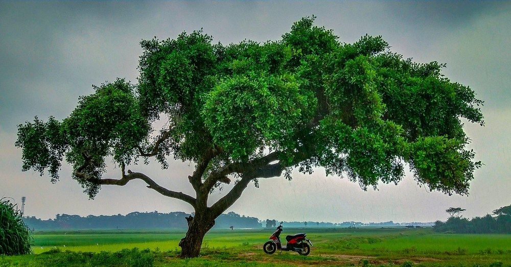 Photograph by Digambar Mohanty