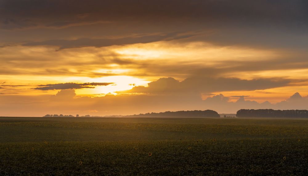 Закат в поле подсолнуха