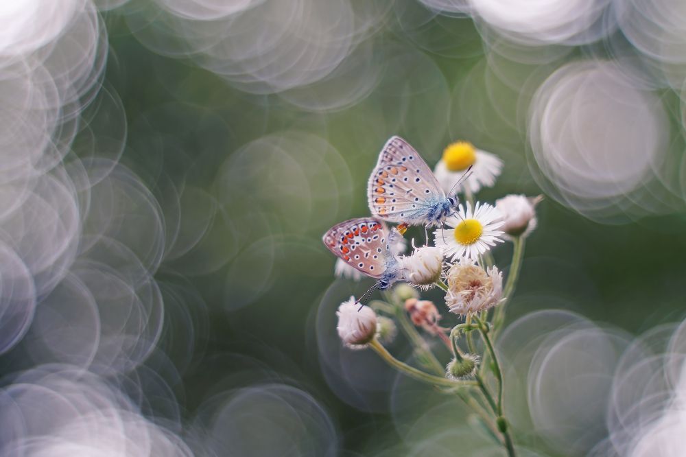 Photograph by Чепленко Алексей