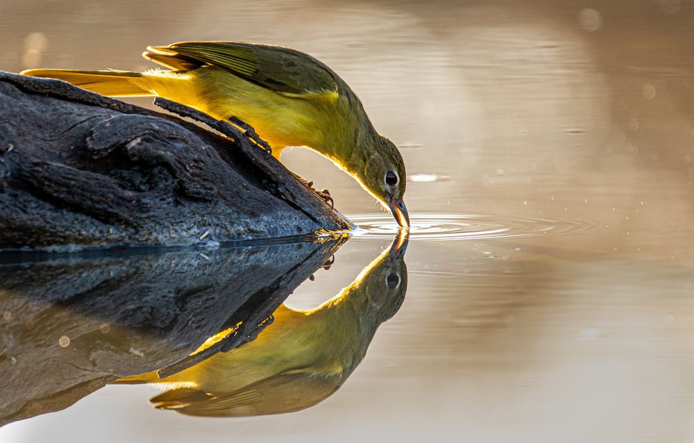 Photograph by Wimpie Muller