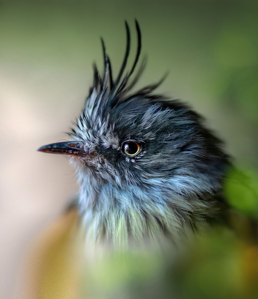 Photograph by Eduardo Modolo