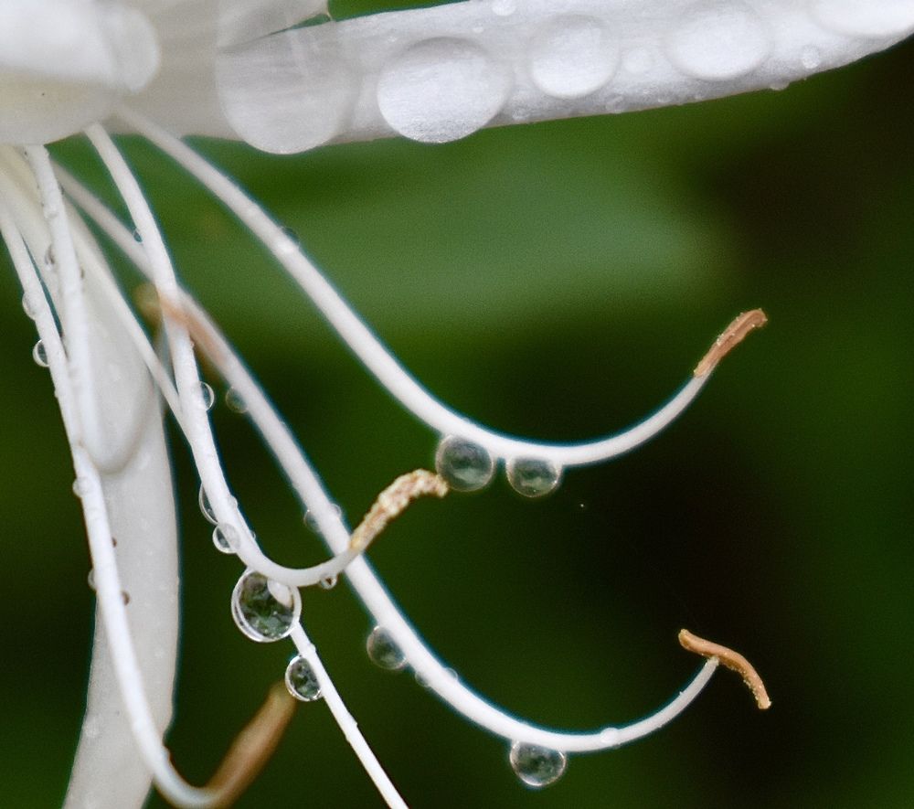 Photograph by roya razaghi