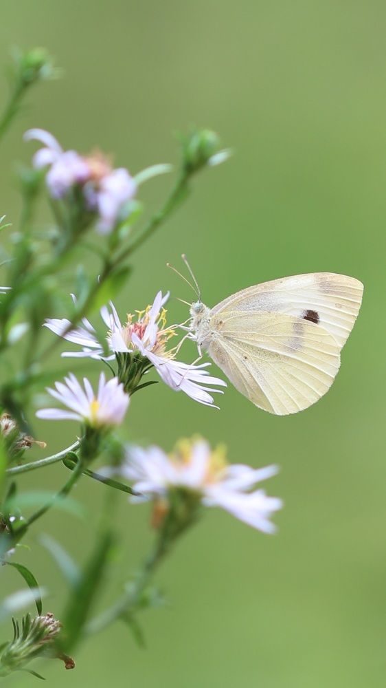 Взаимопонимание
