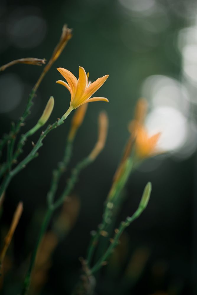 Photograph by Hooman Avesta