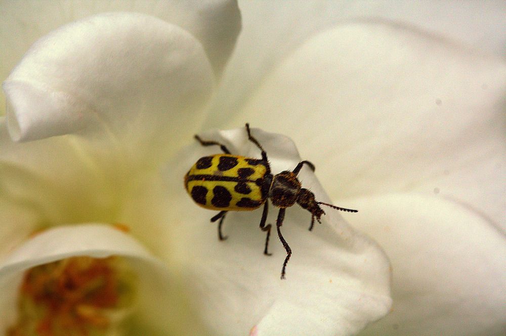 Photograph by Olinda Garcia Favre