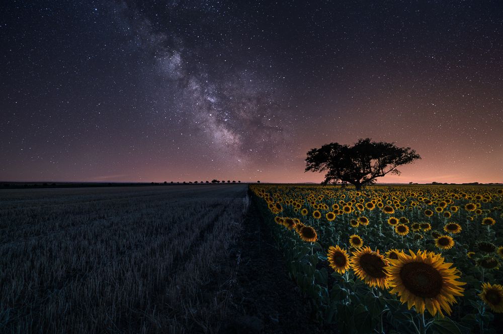 Photograph by Lopes Luis