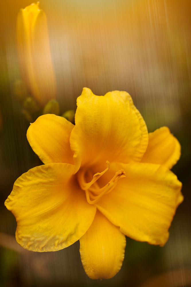 Желтый флаг Ирис