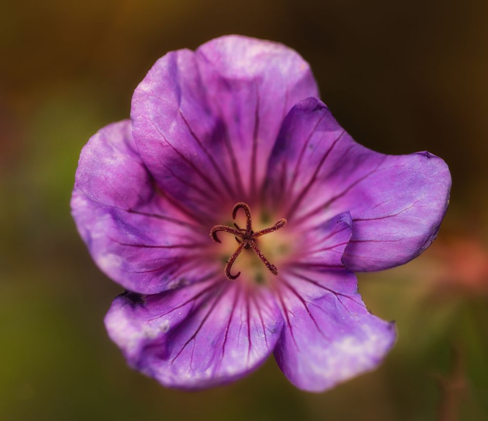 Geranium sylvaticum