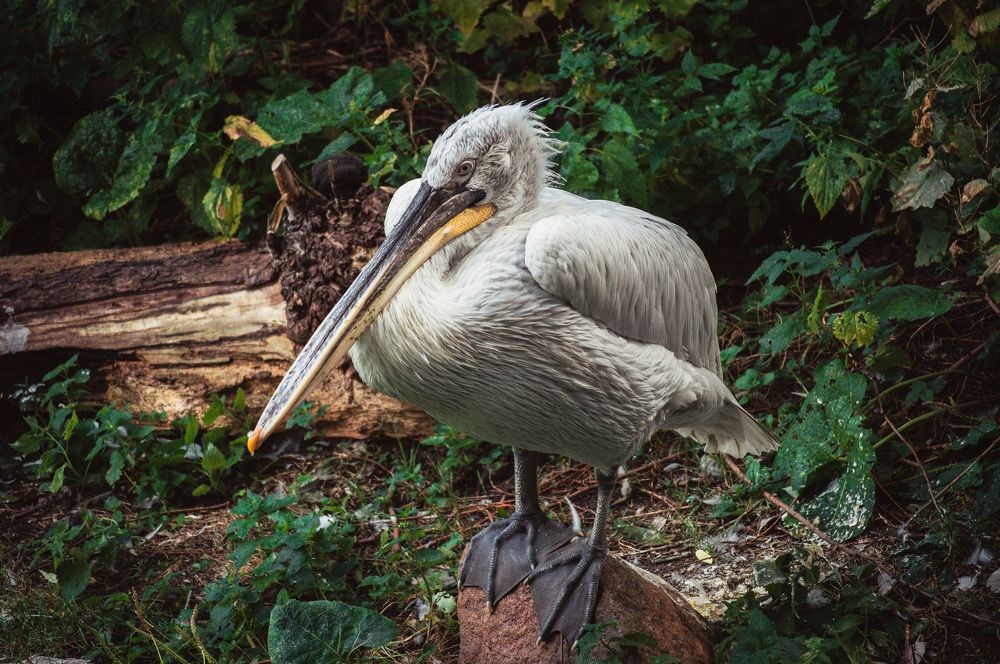 Photograph by Александр Раков