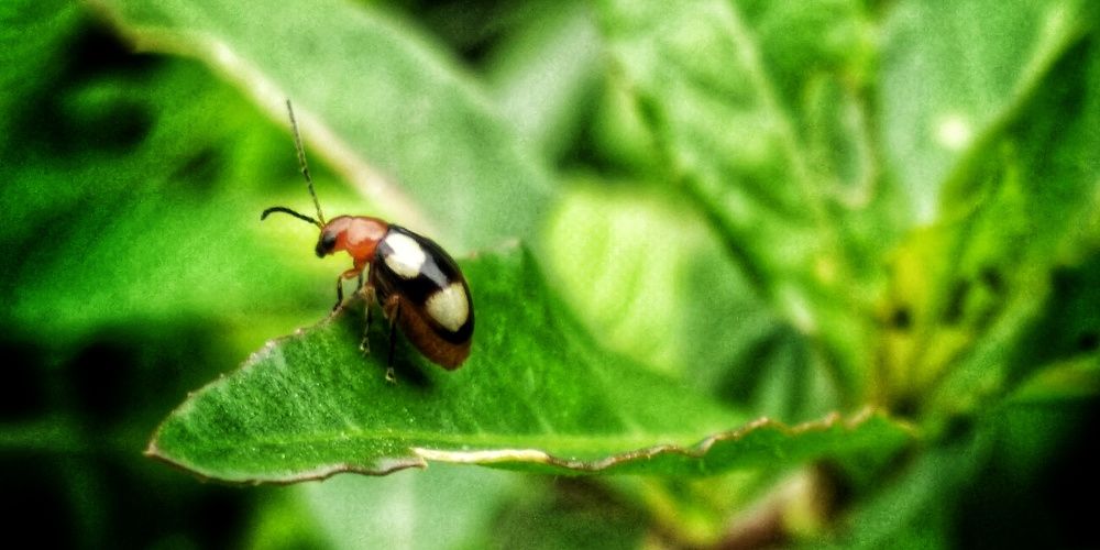 Photograph by Monuj Kr Dutta