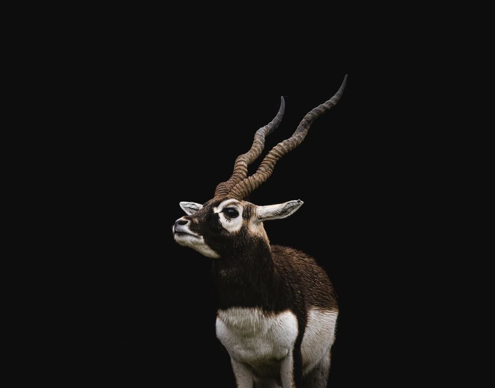 Blackbuck Portrait