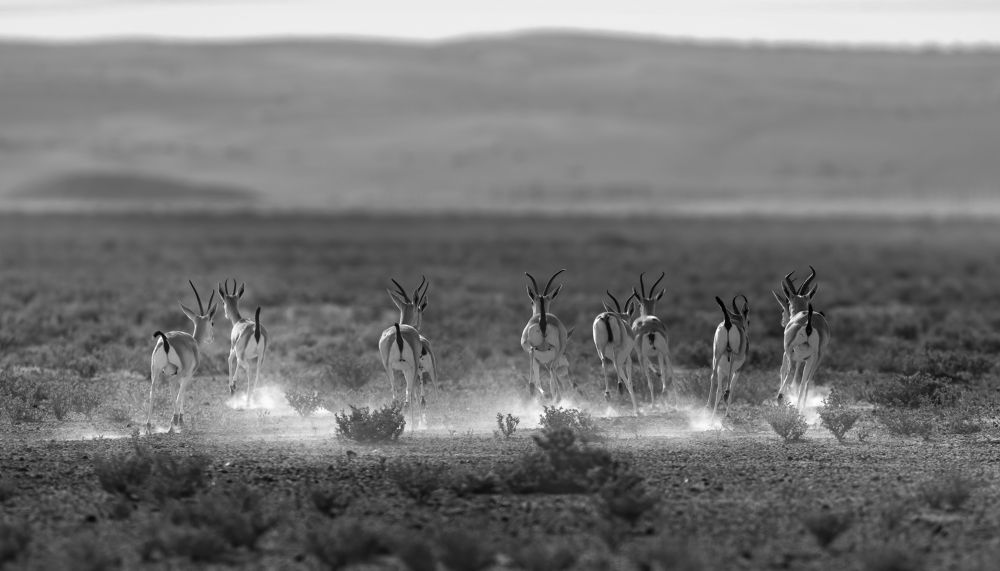 Arabian sand gazelle Running away