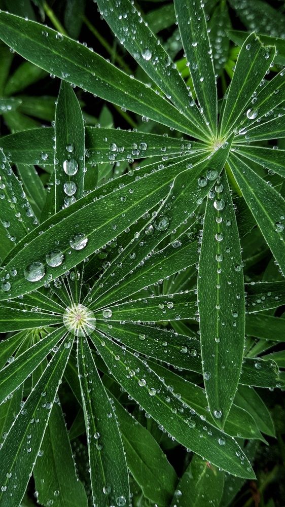 Photograph by Ирина Бочарова