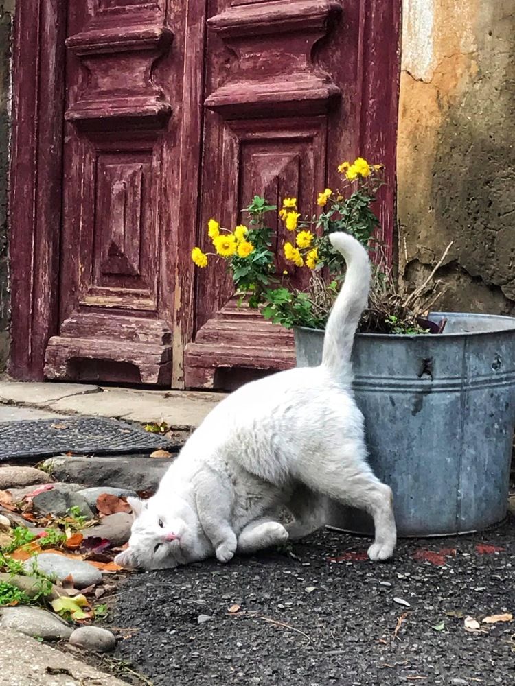 Photograph by Nunuka Gambashidze