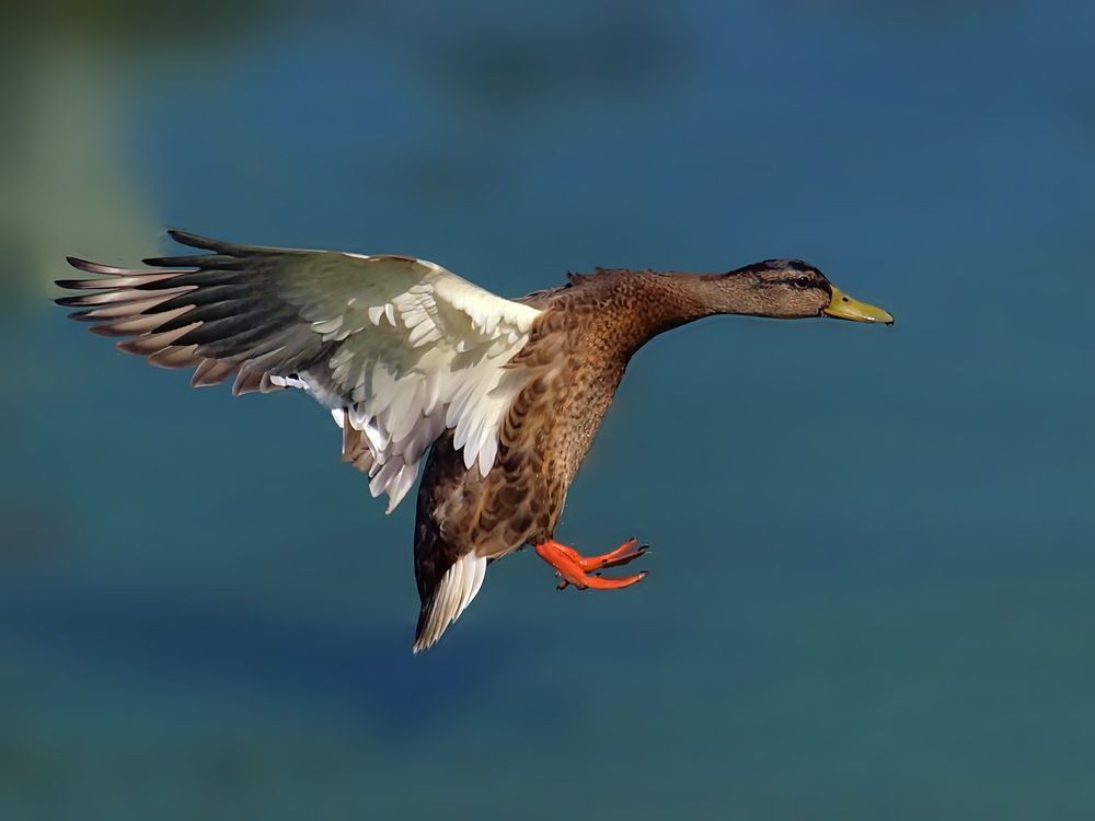 Photograph by Игорь Чеботарёв