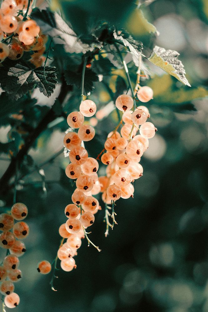 Смородина | Currants