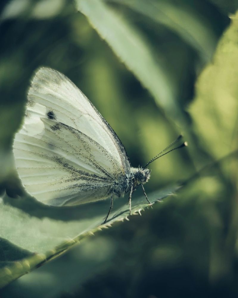 Photograph by Мария Фак