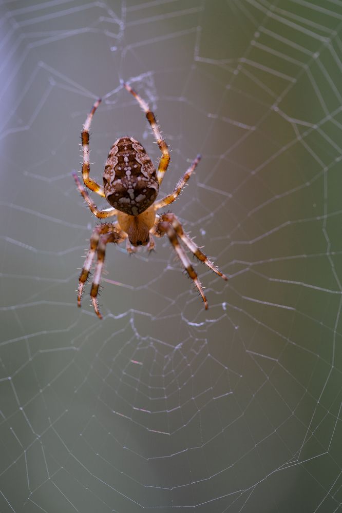 Photograph by Натали Чалык