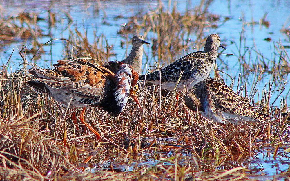 Брачный танец