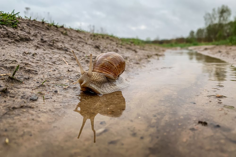 snail on the water road