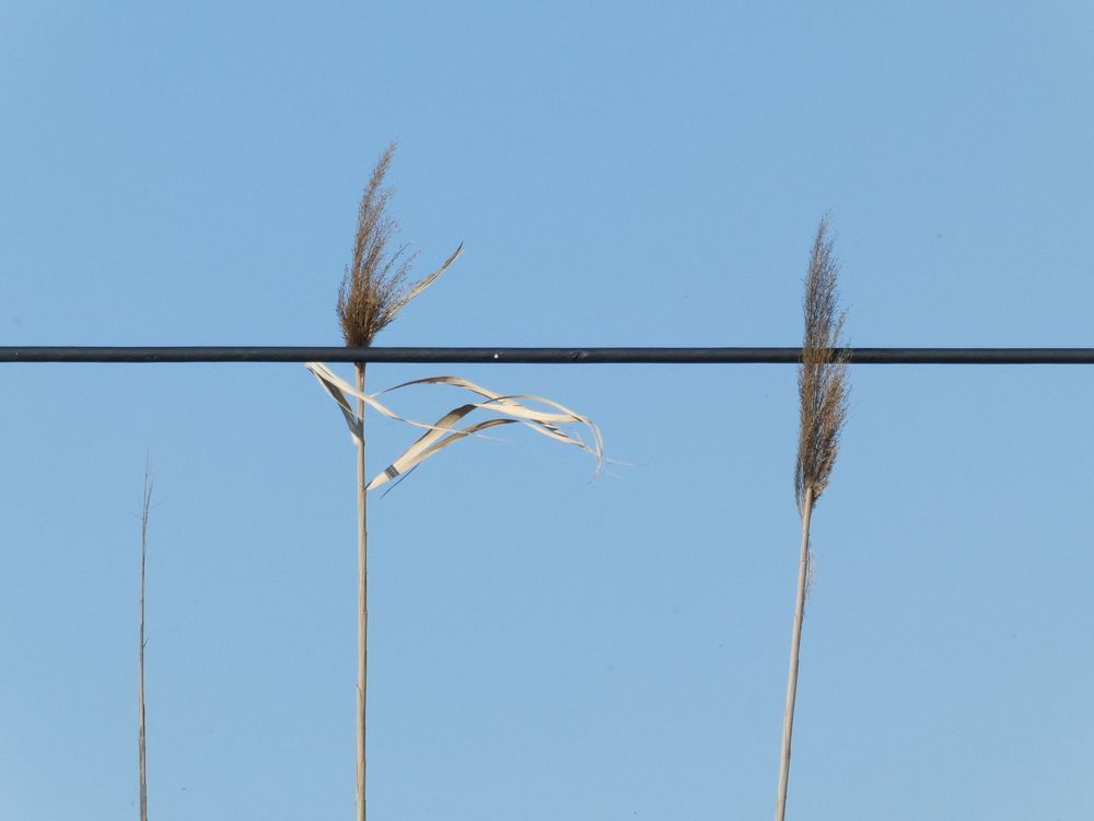 Photograph by Juan Remola Modolell