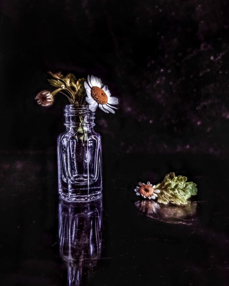 Миниатюра _Ромашки