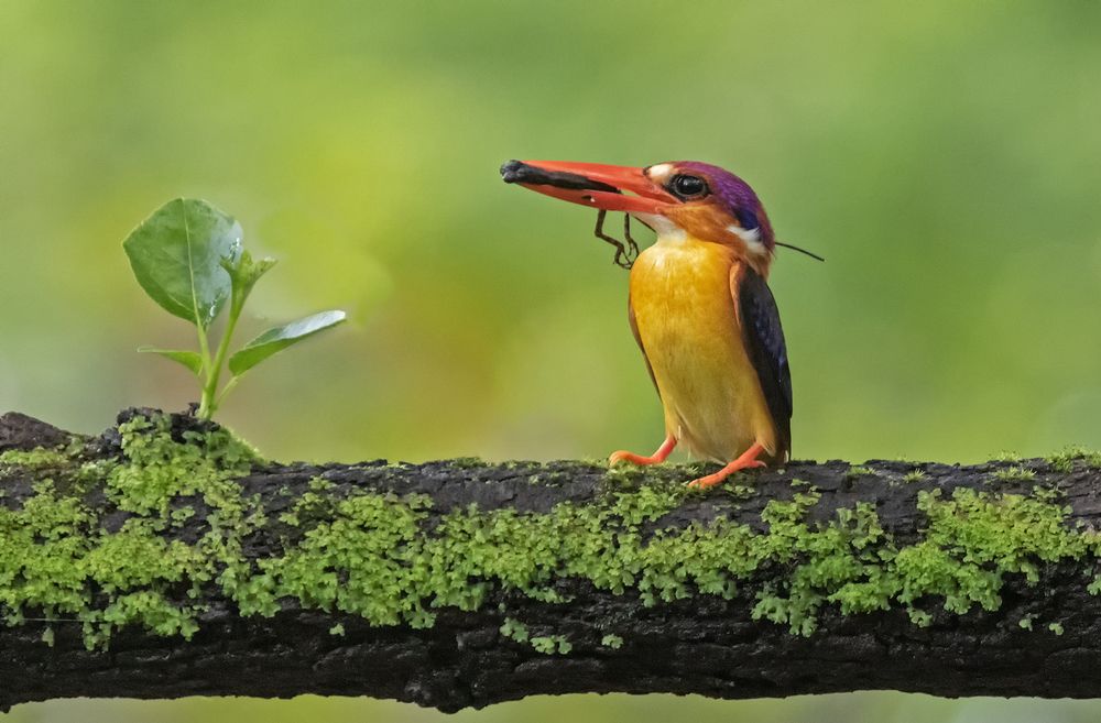 Photograph by Yogesh Puranik