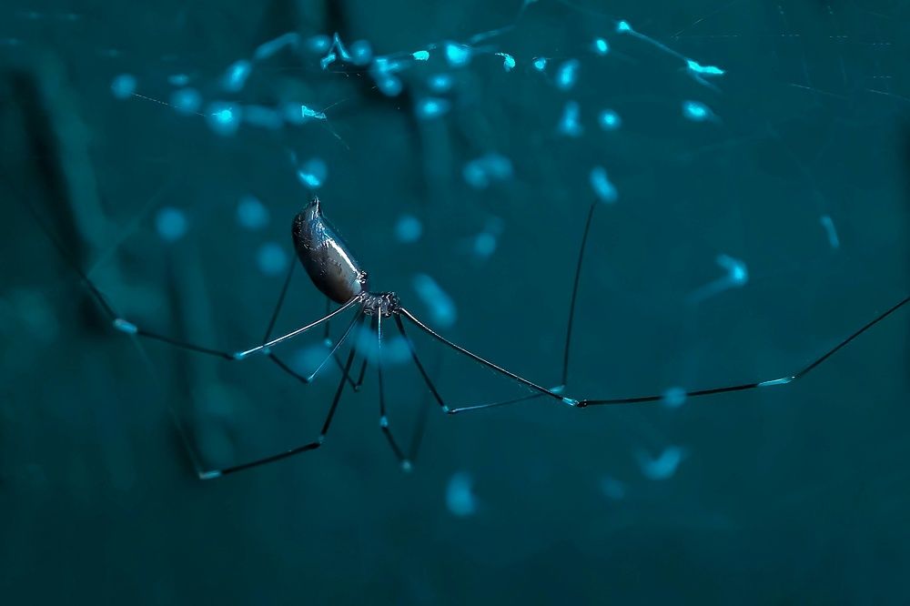Pholcus opilionoides with web.