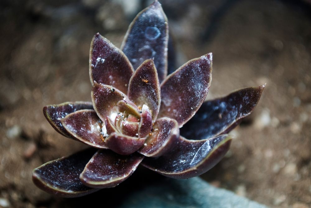 Photograph by Diego Aloma