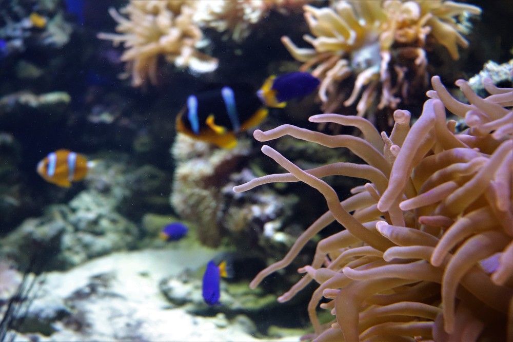 Photograph by Цыганова Анна