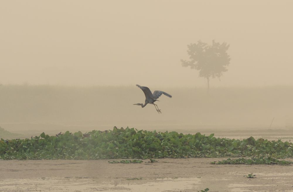 Photograph by Sayan Dutta Bar