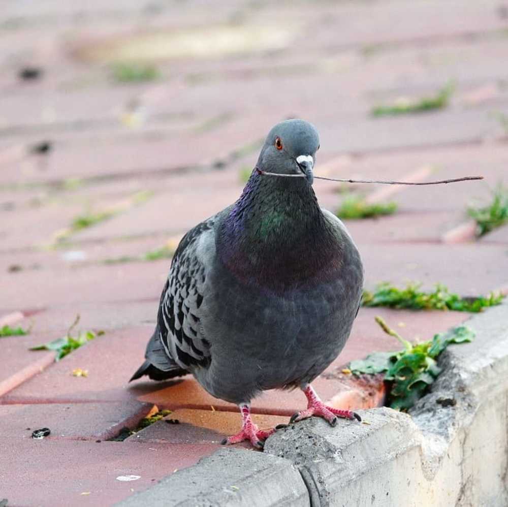 Моя игрушка