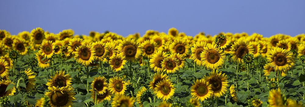 Фотография автора Анатолий Макоедов