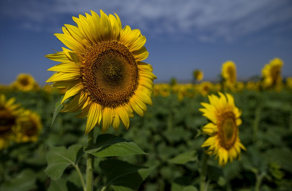 Фотография автора Анатолий Макоедов