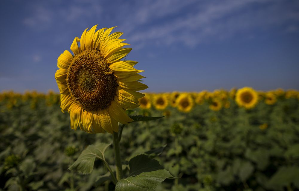 Фотография автора Анатолий Макоедов