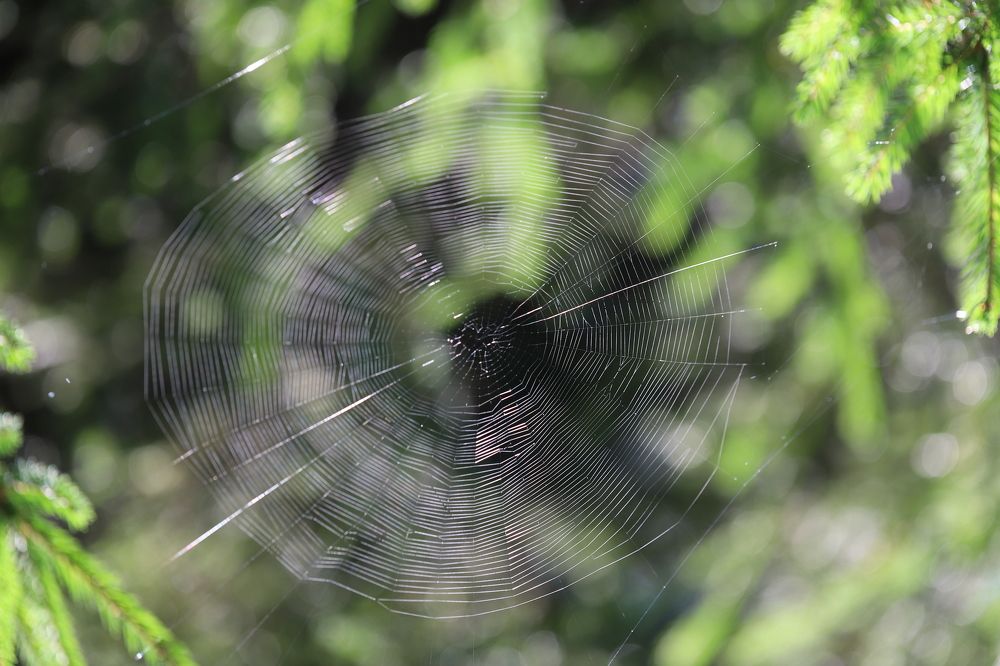 Portal to the microcosm