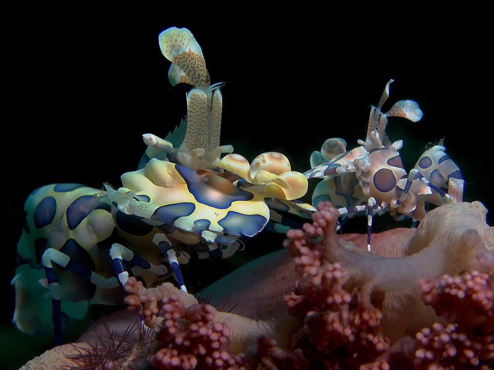 Фотография автора Владимир Чубенко