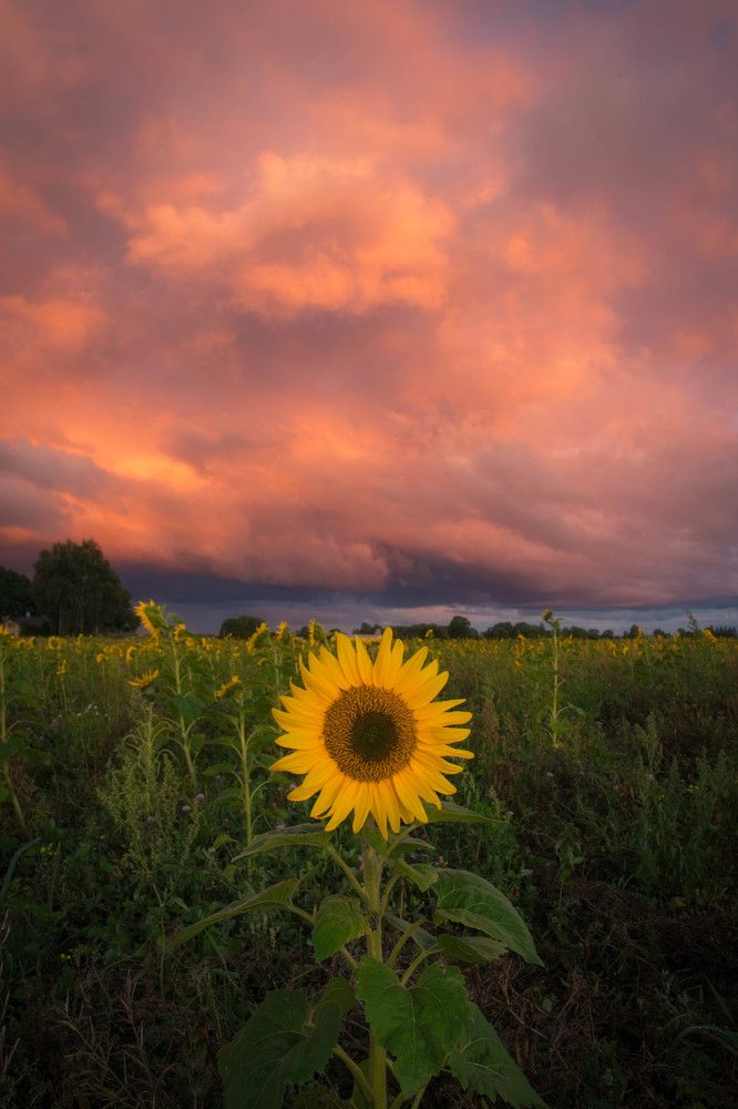 Photograph by Mark Keerd