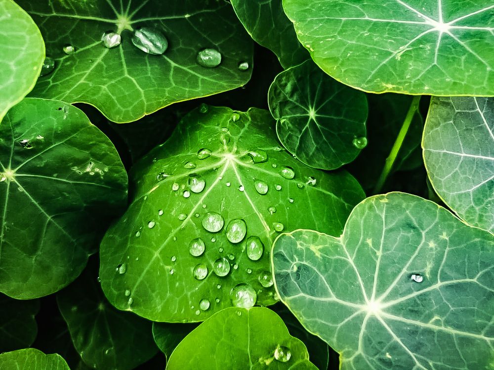 После дождя.