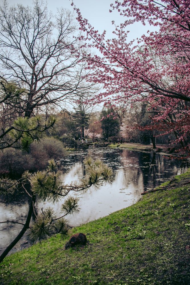 Цветение сакуры