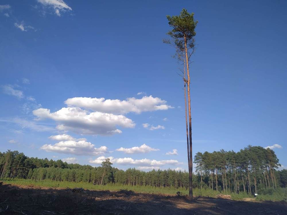 Photograph by limboi serhii