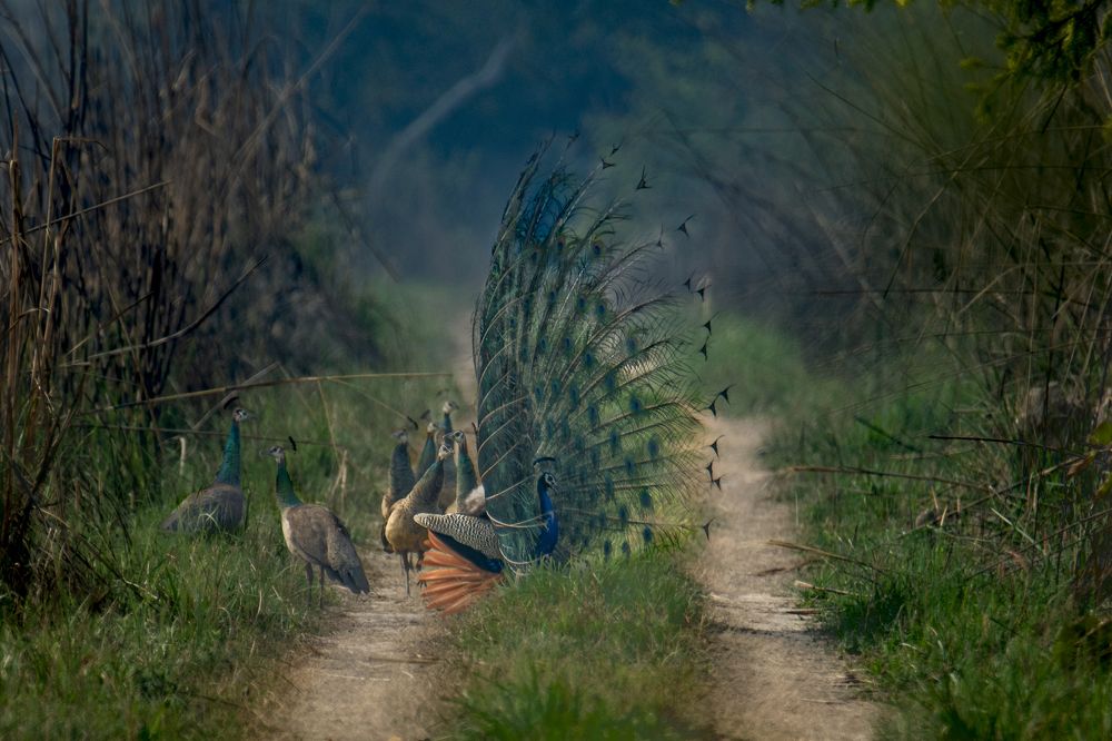 Photograph by Nabarun Majumdar