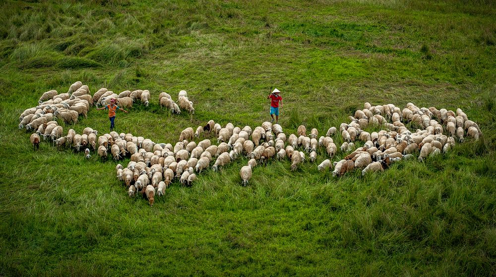 LÙA CỪU VỀ CHUỒNG