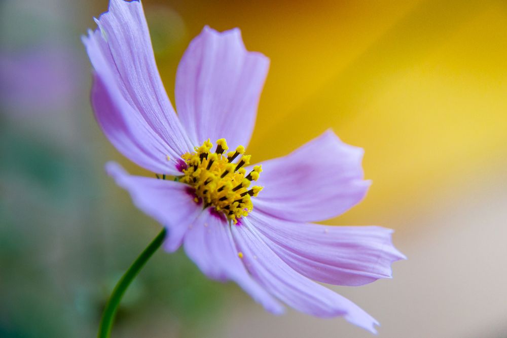 Фотография автора Юлия Кранина