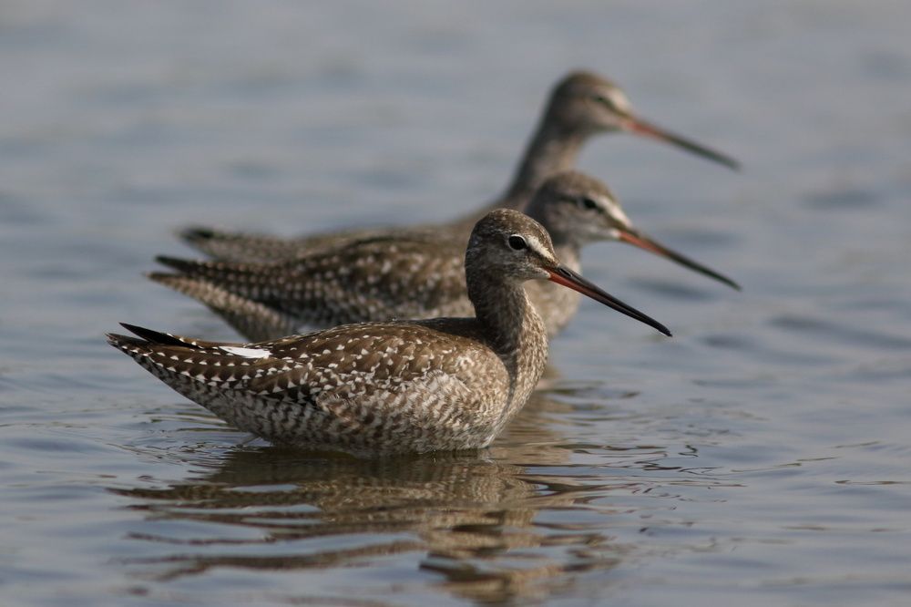 Строевая подготовка.