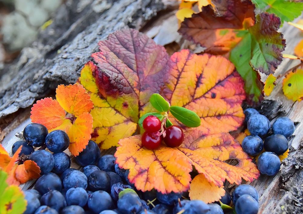 Фотография автора Галина Лоскутова