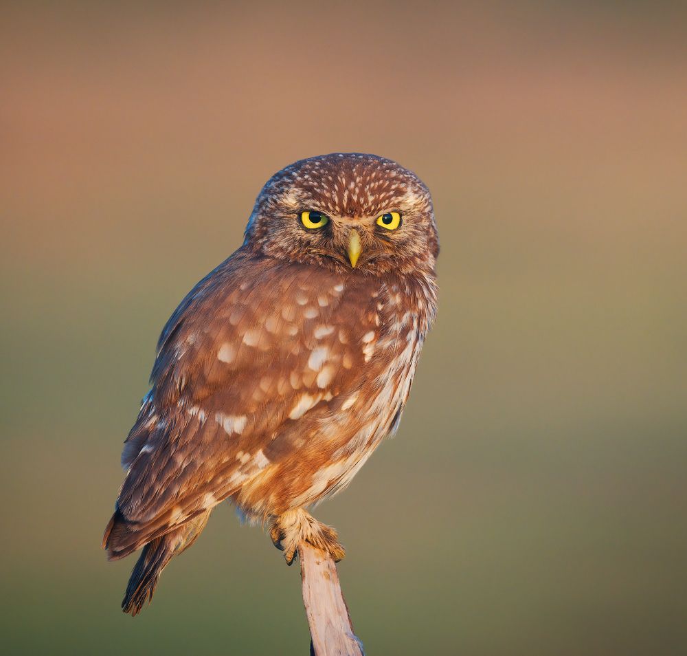 Photograph by Alexander Plekhanov