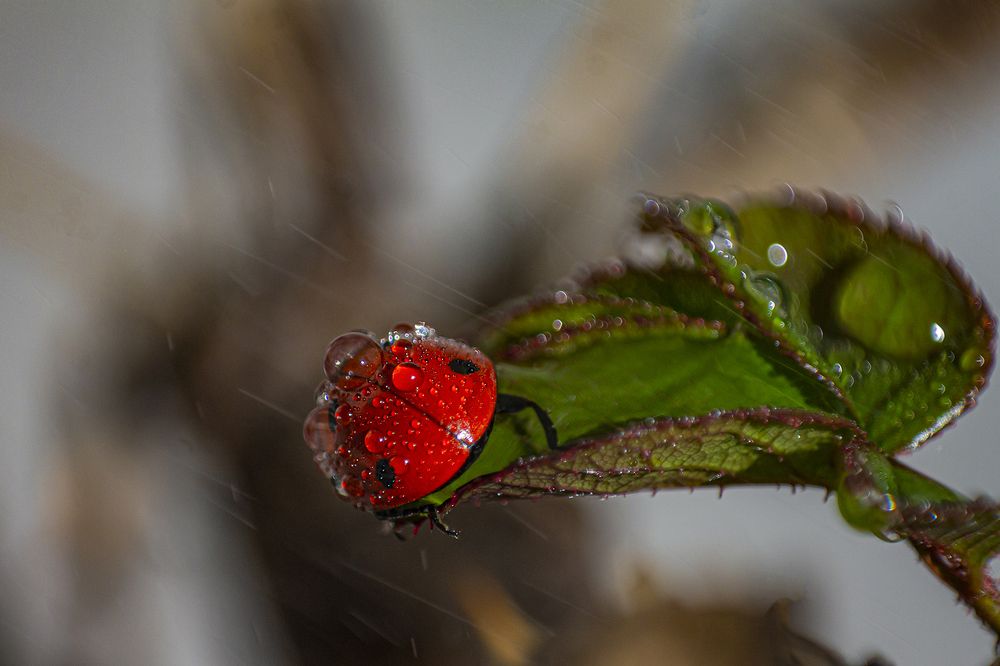 Фотография автора Ebrahim Rahiminezhad